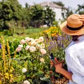 Condimentul banal care face minuni în grădină. Ce trebuie să presărați în jurul plantelor pe timpul verii