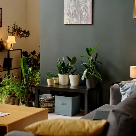 Cele mai rezistente plante de apartament. Supraviețuiesc fără lumină și pot crește chiar și-n baie