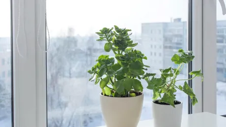 Cum să-ți păstrezi mușcatele sănătoase când le aduci în casă pentru iarnă