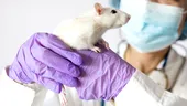 Avertismentul medicilor după o mușcătură de șobolan! Infecțiile grave care pot apărea și ce trebuie făcut de urgență