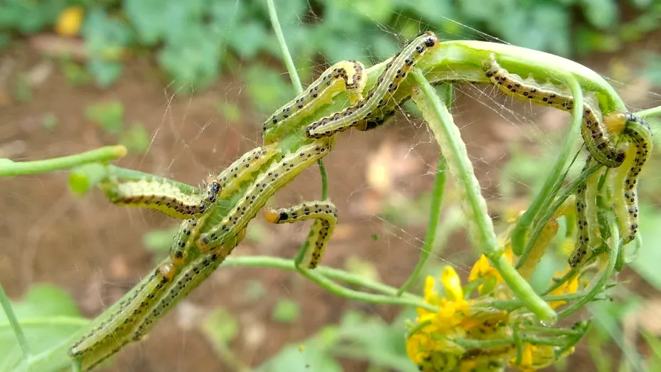 Cum să scapi de omizi în mod natural. Ingrediente care păstrează grădina intactă și pe care le ai în cămară