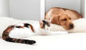 Pericolele ASCUNSE din locuință care pot pune în pericol viața animalelor de companie