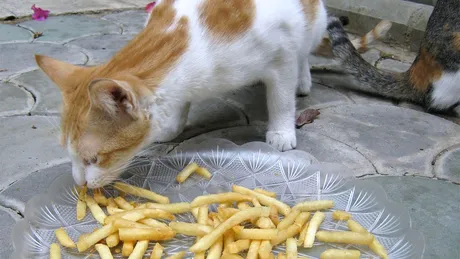 Ce se întâmplă dacă pisica ta mănâncă, din greșeală, cartofi prăjiți