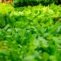 Condimentele nelipsite din salate care pot deveni toxice pentru ficat, conform specialiștilor