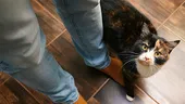 Motivul real pentru care pisica te urmărește peste tot în casă. Ce mesaj vrea să-ți transmită, de fapt