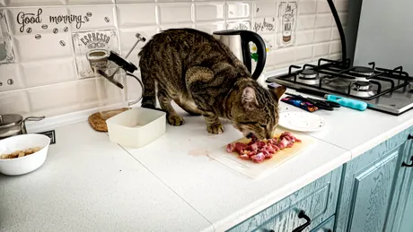 Îi dai pisicii carne crudă? Iată de ce este o greșeală IMENSĂ, conform specialiștilor