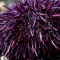 Avertisment pentru turiștii care merg în Grecia, Italia sau Spania: viețuitoare marine și bacterii din Marea Mediterană ce pot transforma vacanța într-o urgență medicală