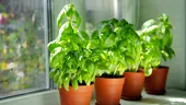 Secretul pentru un busuioc sănătos: gestul de 5 secunde care transformă planta într-o „fabrică” de frunze aromate