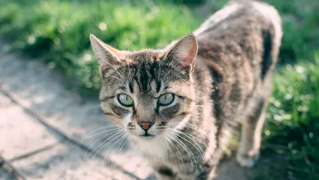 Ce flori trebuie să plantezi în curte să alungi pisicile. Adio, murdărie și plante distruse!