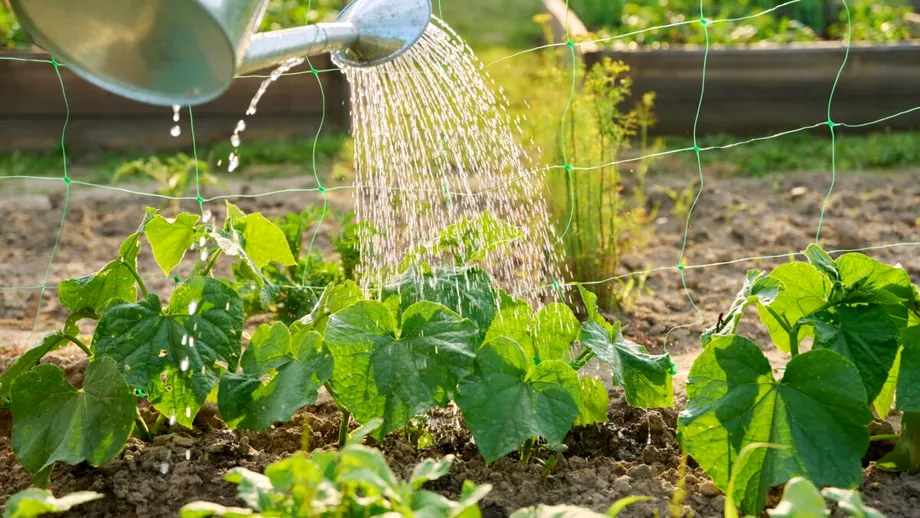 Cum să obții o recoltă bogată de castraveți. Trebuie să îi stropești cu un singur ingredient din bucătărie