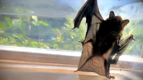 Cât de periculoasă este prezența liliecilor în locuință? Pot provoca boli fatale