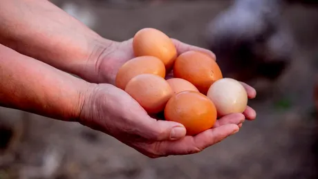 Cum să ai găini care fac ouă chiar și iarna. Trucurile micilor crescători