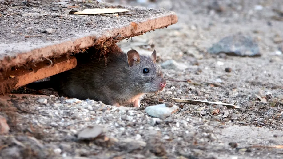 Soluții NATURALE care pot ține rozătoarele la distanță. Cum îți ferești locuința de invazia șobolanilor
