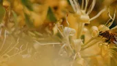 Mâna Maicii Domnului - planta cu puteri tămăduitoare. Beneficii inedite ale caprifoiului