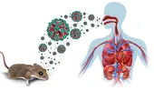 Alertă sanitară hantavirus după decesele de pe vasul de croazieră! Numărul pacienților a crescut. Simptomele cheie și perioada de incubație, conform OMS