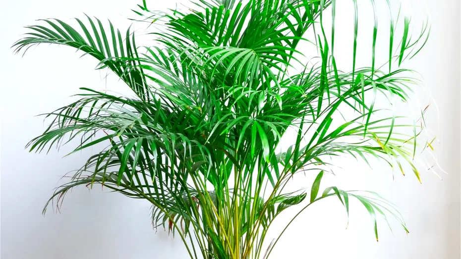 Cele mai benefice plante de apartament și cum vă pot ele îmbunătăți sănătatea și calitatea vieții