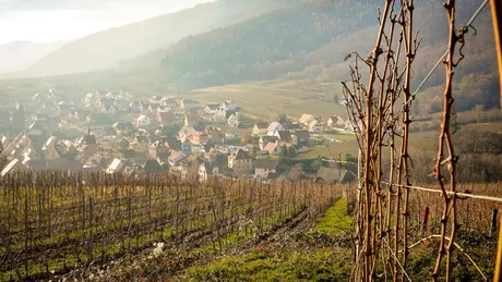 Ce să pui la rădăcina viţei‑de‑vie în decembrie ca să ai recoltă bogată anul viitor