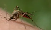 Ce pericole ascund înţepăturile de insecte şi cum să ne ferim de ele