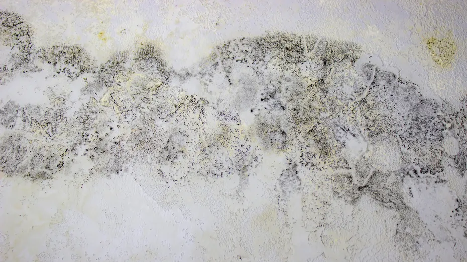 Mucegai pe pereți? Soluțiile simple care îl elimină definitiv