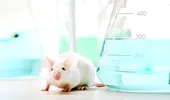 Şoareci surzi, vindecaţi cu ajutorul terapiei genice!