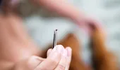 Pericolul căpușelor în sezonul cald. Ce faci dacă ai fost mușcat?