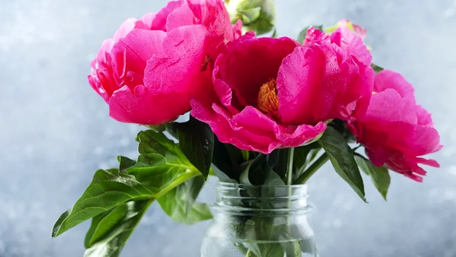 De ce e bine să ai bujori în casă, conform regulilor Feng Shui