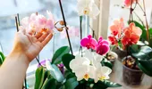 4 sfaturi pentru îngrijirea orhideei. Ce să faci ca să reziste florile mai mult timp