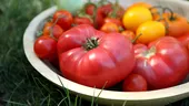 Cum ajuți roșiile să se coacă mai bine în august. Sfatul lui Monty Don pentru grădinari