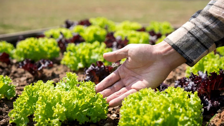 Legume pe care să le plantezi în luna august, pentru a te bucura de o recoltă bogată la toamnă