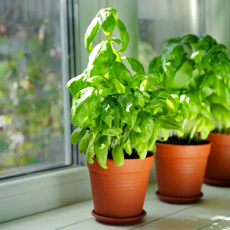 Secretul pentru un busuioc sănătos: gestul de 5 secunde care transformă planta într-o „fabrică” de frunze aromate