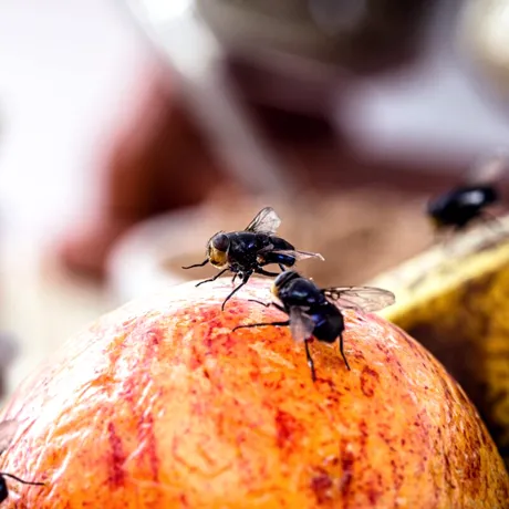 Plantele pe care e bine să le ai în casă pentru a alunga insectele. Protecție naturală pentru locuința ta