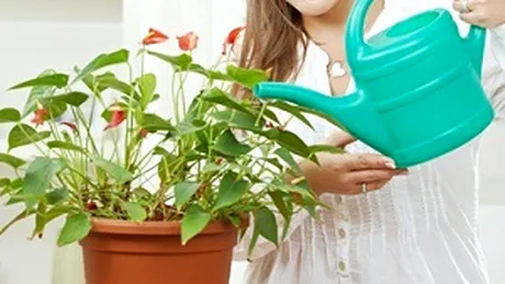 Cultivaţi şi bucuraţi-vă de plantele de interior!