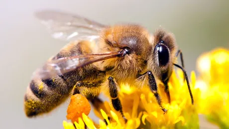 Albinele au fost declarate cele mai importante fiinţe de pe planetă