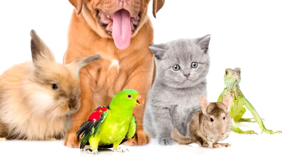 Deparazitarea externă la câini, pisici şi alte animale de companie