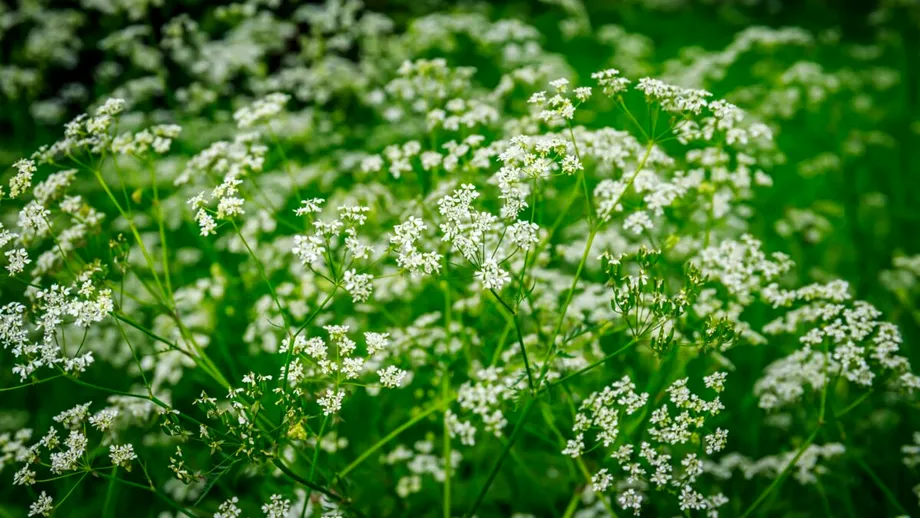 Plantele pe care să nu le pui niciodată în grădină. Sunt toxice și periculoase