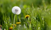 Planta ignorată din România care atrage atenția cercetătorilor pentru efectele sale asupra ficatului