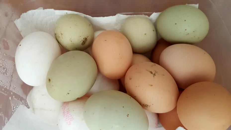 Există ouă fără colesterol? Da, și pot fi consumate fără griji