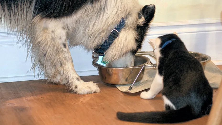 Ce se întâmplă, de fapt, dacă îi dai pisicii tale hrană pentru câini
