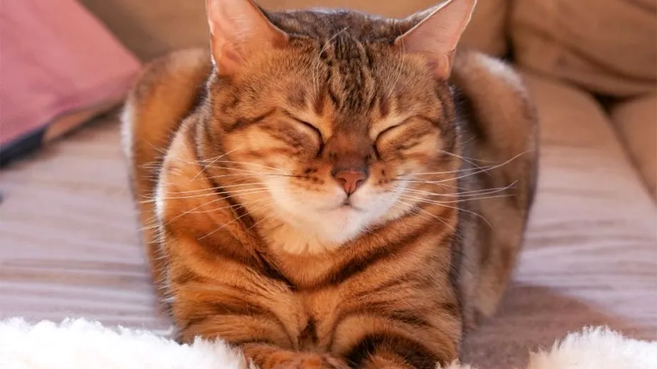 Ce mesaj vrea să-ți transmită pisica ta, când clipește insistent spre tine