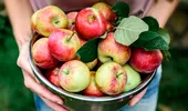 Unde să păstrezi merele pentru a nu se înnegri. Fructele vor rămâne proaspete două luni