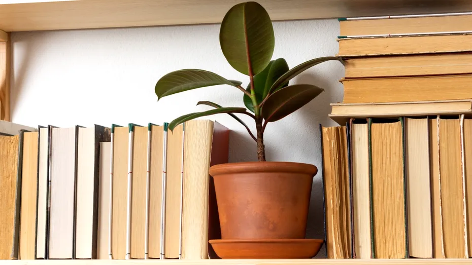 De ce se îngălbenesc frunzele ficusului? Cauze și soluții rapide