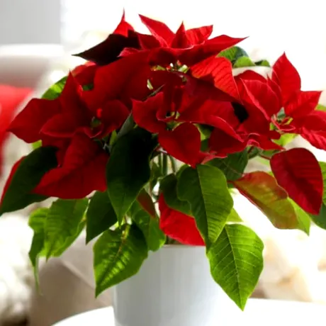 Unde nu este bine să pui niciodată Crăciunița în casă. Locuri care atrag ghinion, potrivit Feng Shui