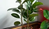 Cum să ai grijă de un ficus în apartament. De câte ori trebuie udat și unde trebuie poziționat