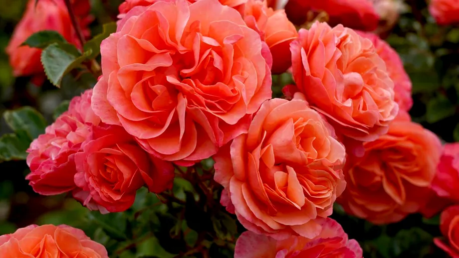 Cum să îngrijești trandafirii ofiliți și să le prelungești viața