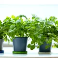 Plante de apartament toxice pentru copii și animale: ce trebuie să știi înainte să le ții în casă