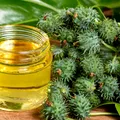 Armurariu (Milk thistle / Silybum marianum)
