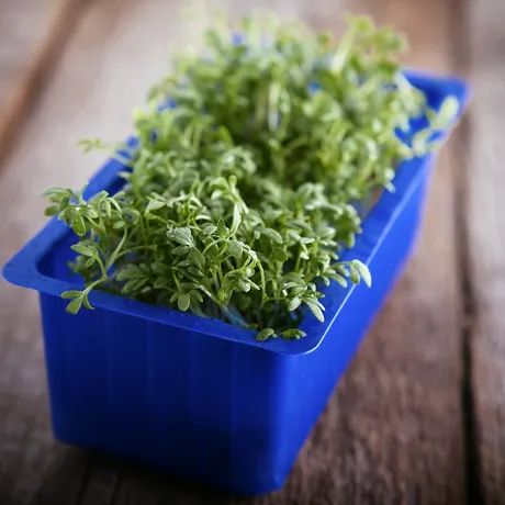 Consumul zilnic al acestei plante aromatice poate reduce riscul de cancer și boli cardiace