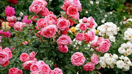 Ai trandafiri în grădină? Fă acest lucru simplu în 5 minute înainte de primăvară