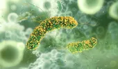 O tânără din Cluj s-a întors din America Centrală cu o boală rară în lume, care i-a uimit chiar și pe medici. Ce este leishmanioza tropicală și cum se transmite?