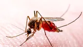 Adio țânțari: parfumul care îi ține departe de pielea ta